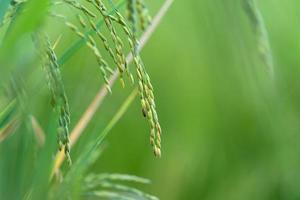 Close up of Rice spike in rice field photo