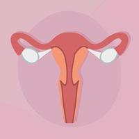sistema reproductivo femenino vector