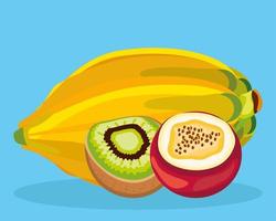 tropical fruits food vector