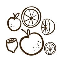 set citrus fruit line style icon vector