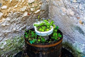 Herbs in containers photo