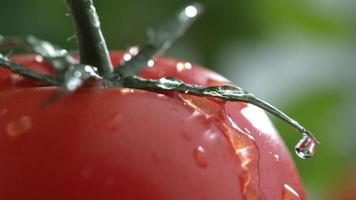 extrem närbild av vattendropp på tomat i slow motion skott på fantom flex 4k vid 1000 fps video