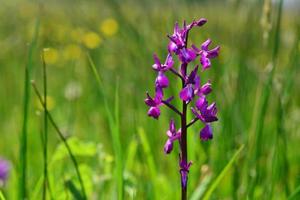 Jersey orchid jersey uk imagen macro de marsh flores de primavera foto