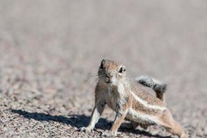 A single white tailed antelope squirrel photo