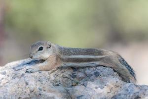 A White tailed antelope squirrel stretched out on a rock photo