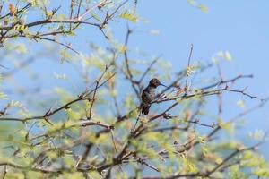 A small hummingbird in a tree photo
