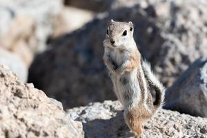 A single white tailed antelope squirrel