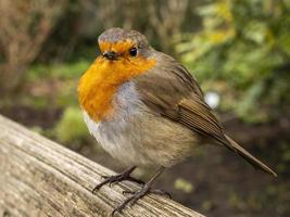 European robin Erithacus rubecula with fluffed up feathers