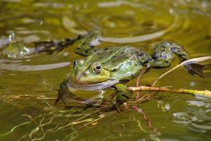 Frog on a local pond in spring photo