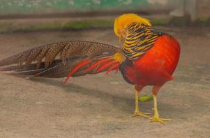 Golden pheasant with beautiful shapes and colors photo