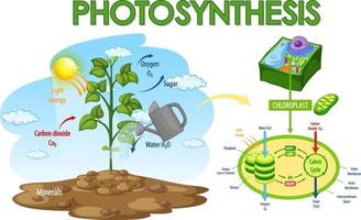 Diagrama que muestra el proceso de fotosíntesis en planta. vector