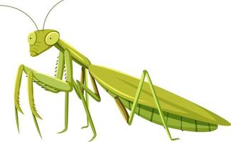 mantid en estilo de dibujos animados aislado sobre fondo blanco vector