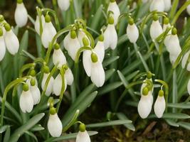 Snowdrops white primroses sway easily close-up photo