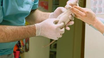 Médico veterinario examinando una rata doméstica.