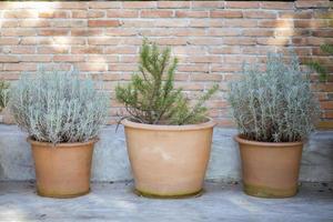 Clay pots with cactus photo