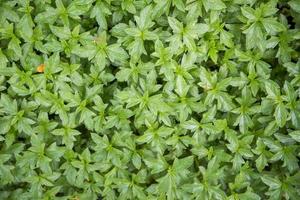 Green plant background photo