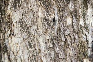 Oak tree bark photo