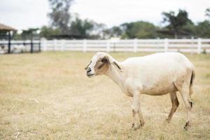 Goat in the field photo