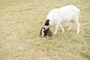 Goat in the field photo