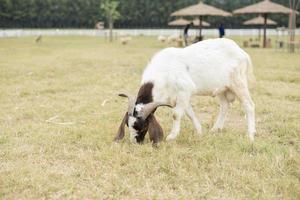 Goat in the field photo