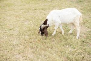 Goat in the field photo