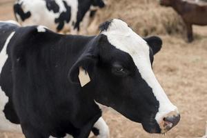 Cows grazing on field photo