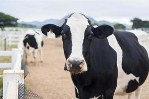 Cows grazing on field photo