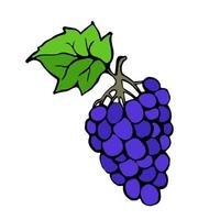 The grapes are drawn by a liner by hand, then traced and processed in an illustrator. Vector grapes in doodle style. Design element for printed matter and fabric