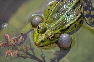 Frog on a local pond in spring photo