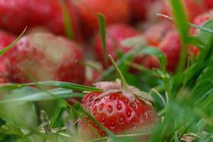 fresas frescas del jardín frutas silvestres crudas foto