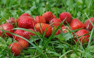 fresas frescas del jardín frutas silvestres crudas foto