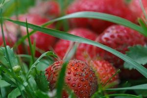 fresas frescas del jardín frutas silvestres crudas foto