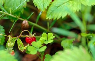 Wild vegetation green leaves in the forest photo