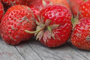 Strawberries fresh from the garden raw wild fruits photo