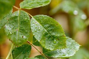 Wild vegetation green leaves in the forest photo