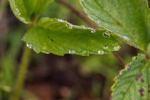 Wild vegetation green leaves in the forest photo