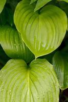 vegetación salvaje hojas verdes en el bosque foto