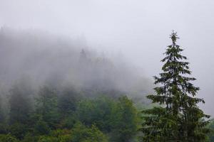 Misty forrest during autumn rainy season photo