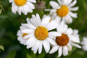 Wild daisy natural light photo