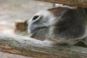 Donkey funny face photo