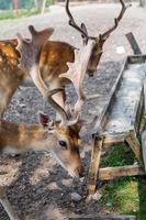 Wild deers natural habitat family friendly wild park photo