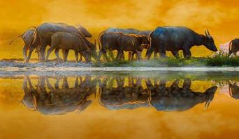 buffalo Golden light Meadow Buffalo herd photo