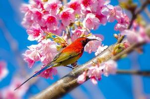 Red bird blue background perched on the branches Sakura photo