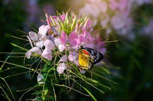 Mariposa en la flor de cleome spinosa jacq royal park ratchaphruek chiang mai tailandia
