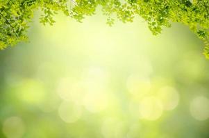 Leaf background bokeh blur green background photo