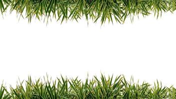 CG background of leaf and frame.Grass frame White back photo