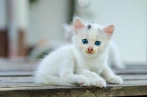 gato gatito blanco fondo borroso ojos azules foto