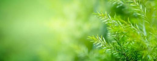 Leaf background bokeh blur green background photo