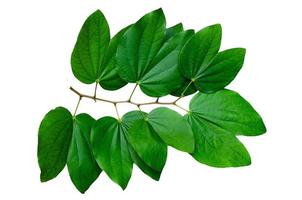 hojas de chongkho aislar ramo decorar el diseño