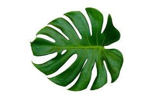 Monstera leaves leaves with Isolate on white background Leaves on white photo